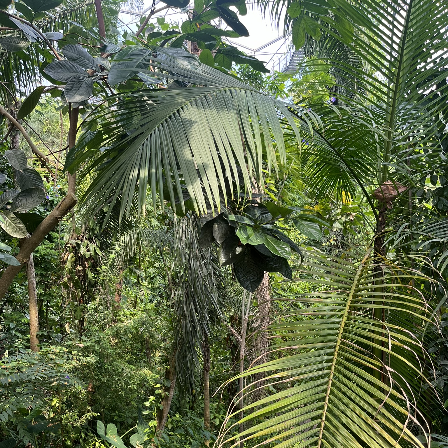 A square image of dense tropical foliage